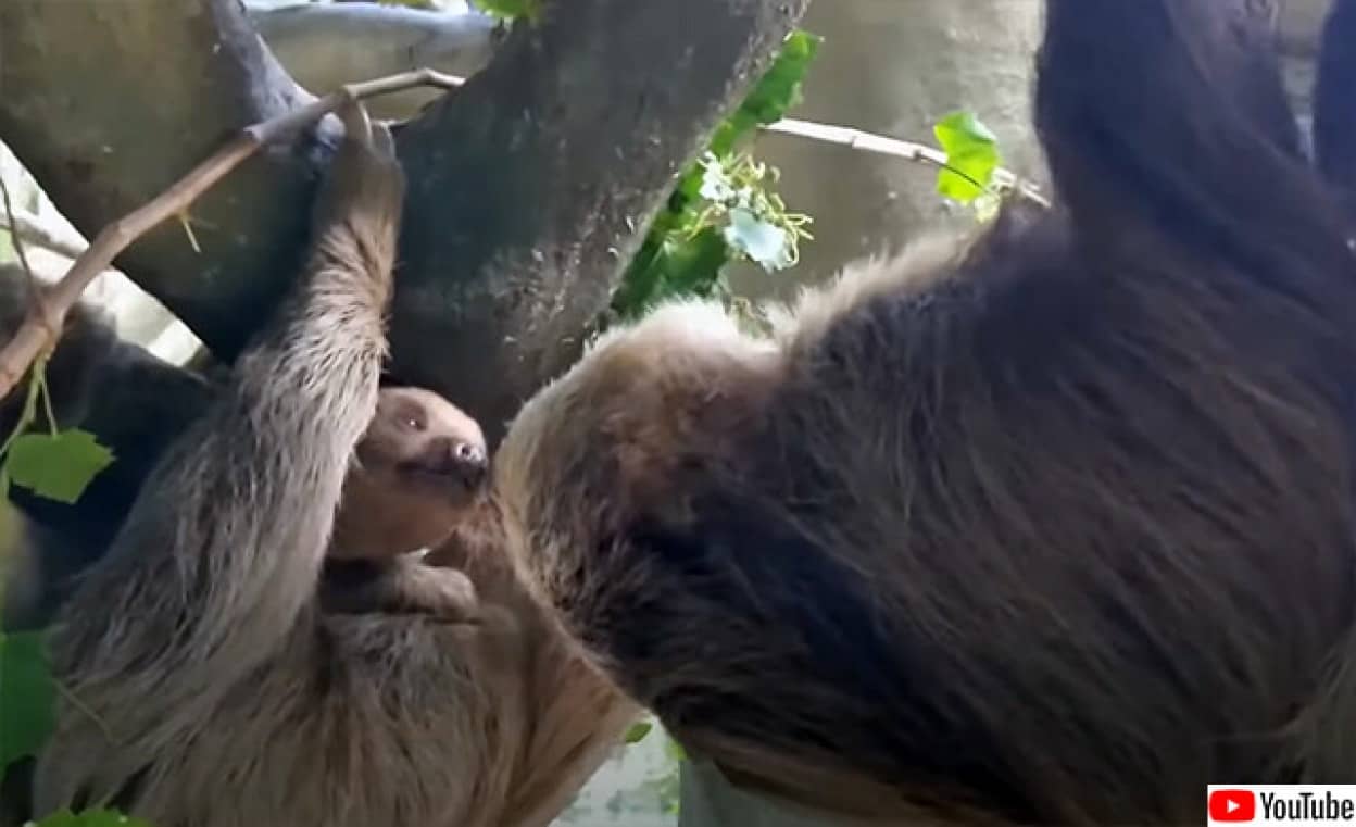 初めて我が子に対面するナマケモノのお父さん、鼻先にやさしくキス