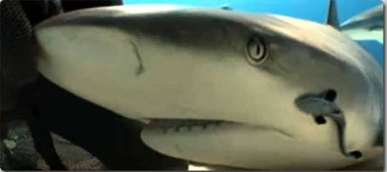 人食いザメとダイバーの奇跡の抱擁 gimme a hug カラパイア