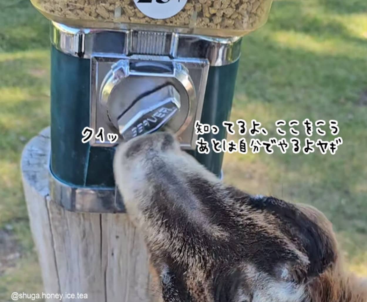 賢いヤギが自動販売機から餌を出す