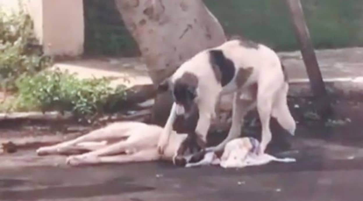 負傷して横たわる犬に一晩中寄り添い続けた仲間の犬