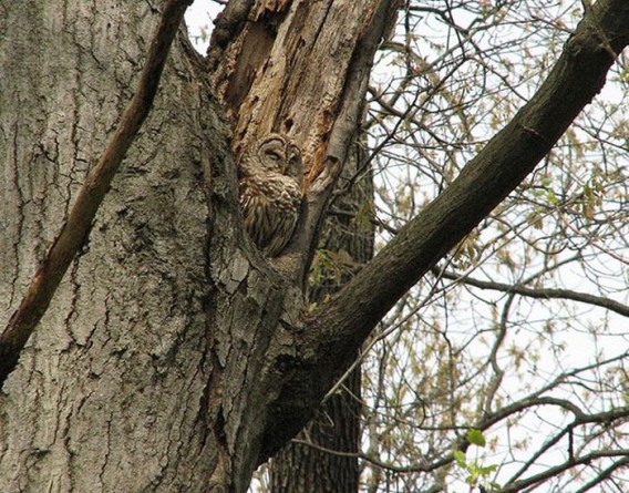 camouflaged_owls_07_e