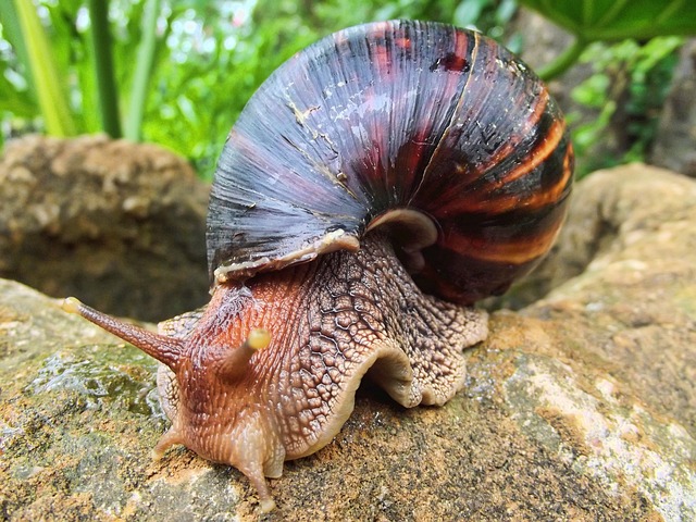 snail-102715_640