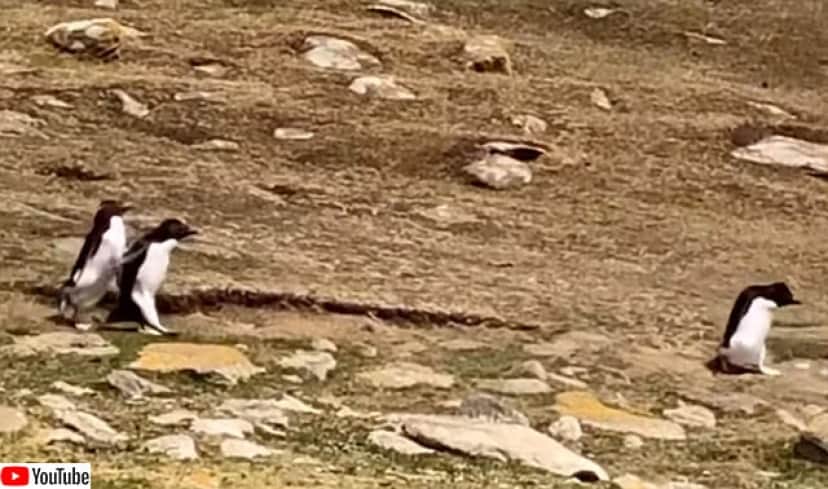 違うそっちじゃない 2つのペンギングループが集まった後に何かが起きる カラパイア