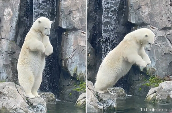 シロクマが水に飛びこむダイブスタイルがかわいすぎた