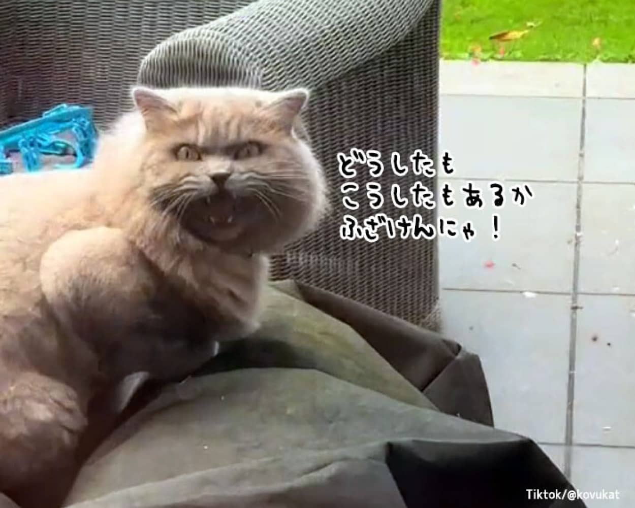 家から閉め出された猫が飼い主に激怒