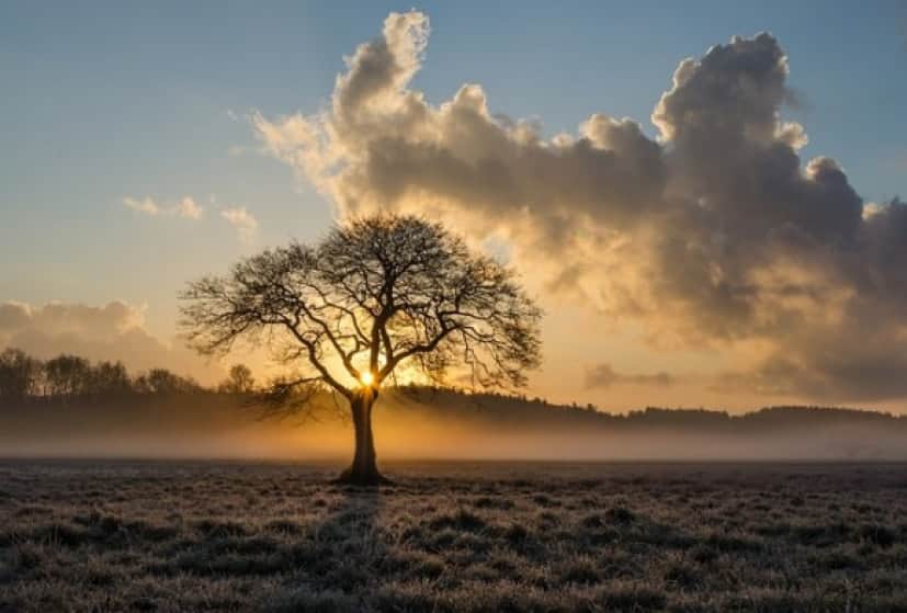 lone-tree-1934897_640_e