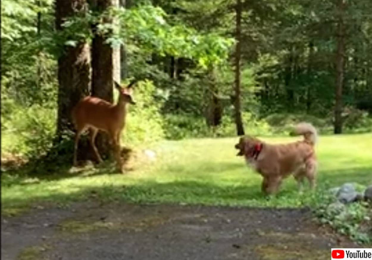 犬と鹿が仲良く追いかけっこ。いつのまにか芽生えた異種友情物語no title