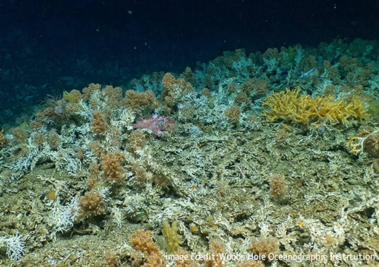 ガラパゴス諸島の深海で未知のサンゴ礁を発見