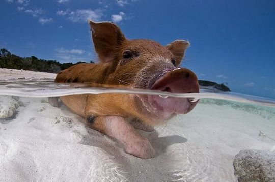swimming_pigs_16