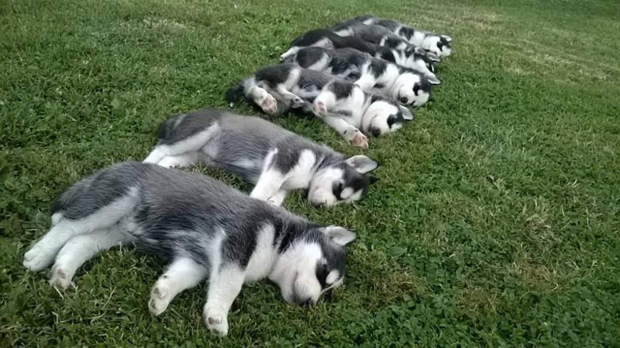置き去りのハスキーに11匹の子犬が誕生