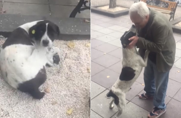 おじいさんはあきらめなかった。いなくなった愛犬を探し続けて3年後、ついに感動の再会を果たす（ジョージア） : カラパイア