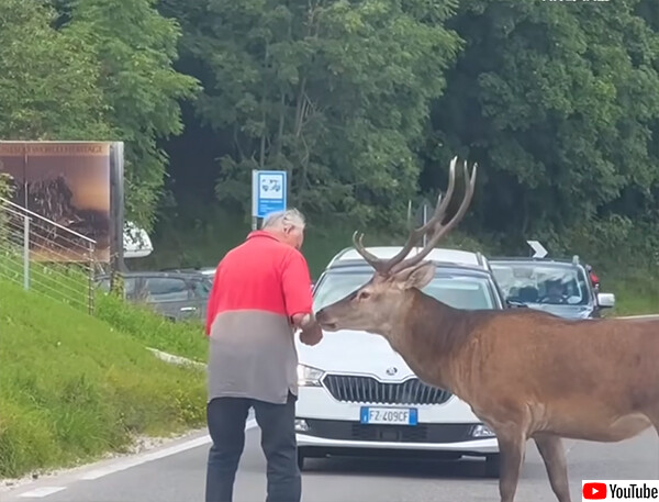 やさしいおじいさん、道路を渡れずに困っている鹿を助けてあげる