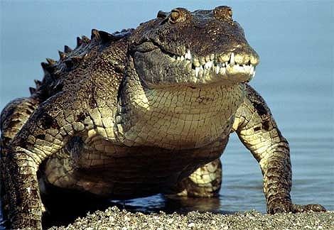 american-crocodile-emerging-water