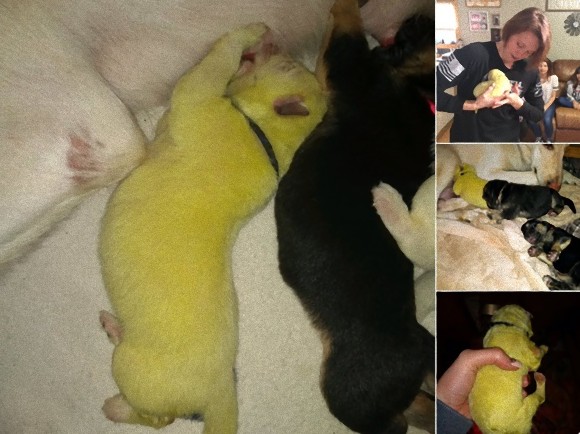 白いシェパード犬から、黄緑色の子犬が産まれ、「ハルク」と名付けられる（アメリカ）