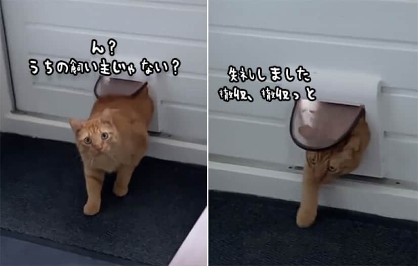 ん あんた誰 あんたこそ誰 自分の家と間違えて帰ってきた猫のきまずい表情が絶妙 カラパイア