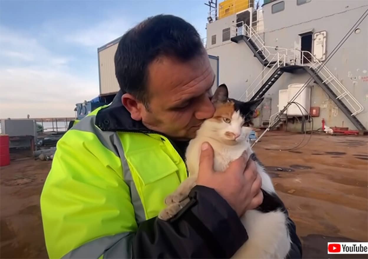 トルコの船のマスコット猫