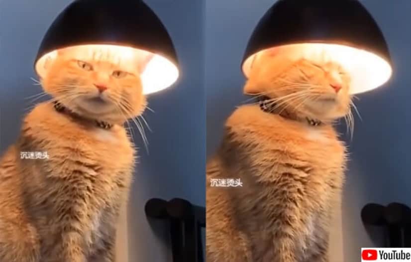 なんという神々しさ 頭に永遠なる者の栄光の冠をつけた猫 カラパイア なんという神々しさ 頭に永遠なる者の栄光の冠をつけた猫 カラパイア
