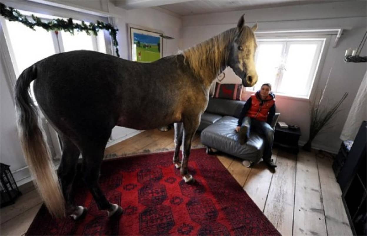 結構ウマくいくもんだ 大きな馬を室内で飼っている女性の日常 ドイツ カラパイア
