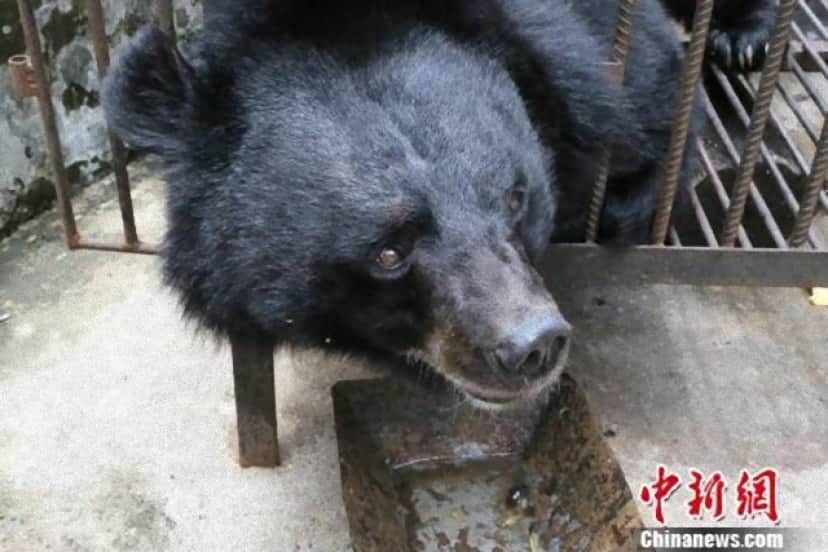 bear1_e
