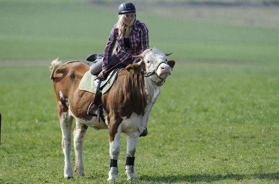 amazing_show_jumper_cow_02