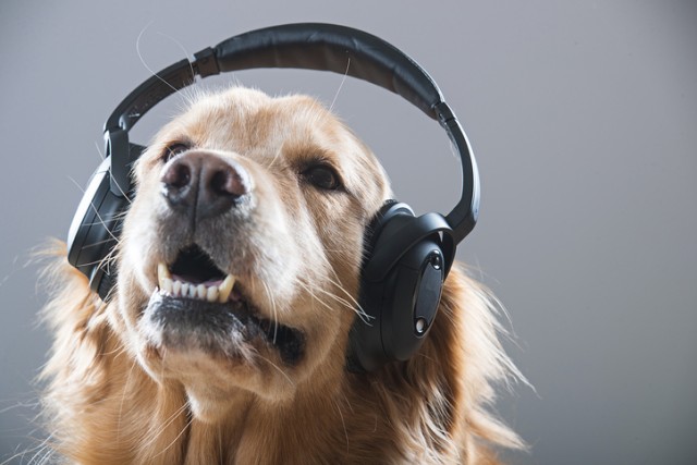 犬は人間と同じ、猫はわりと無関心。7種の動物と音楽に関する科学的事実