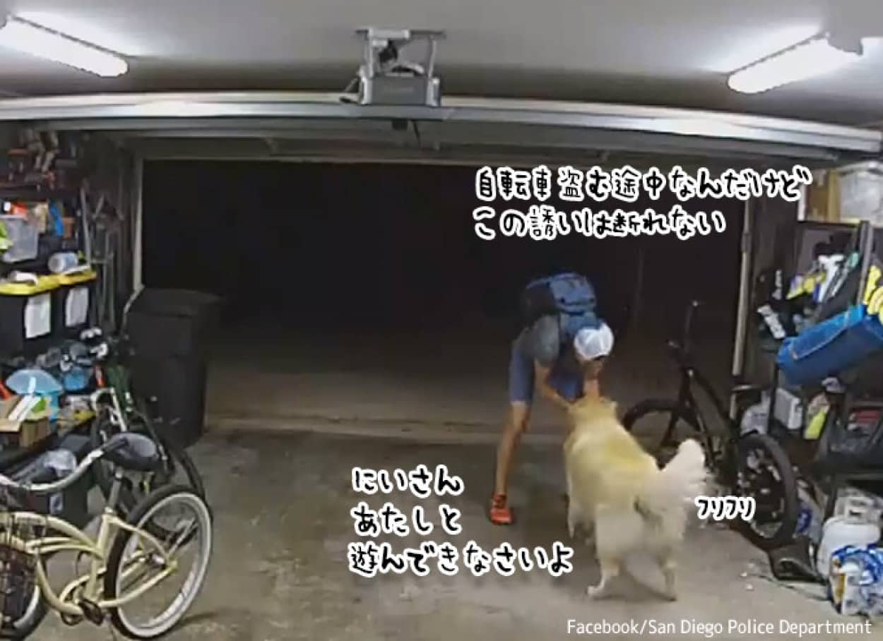 犬が好きすぎて自転車を盗む途中、犬を撫でに戻ってきた窃盗犯