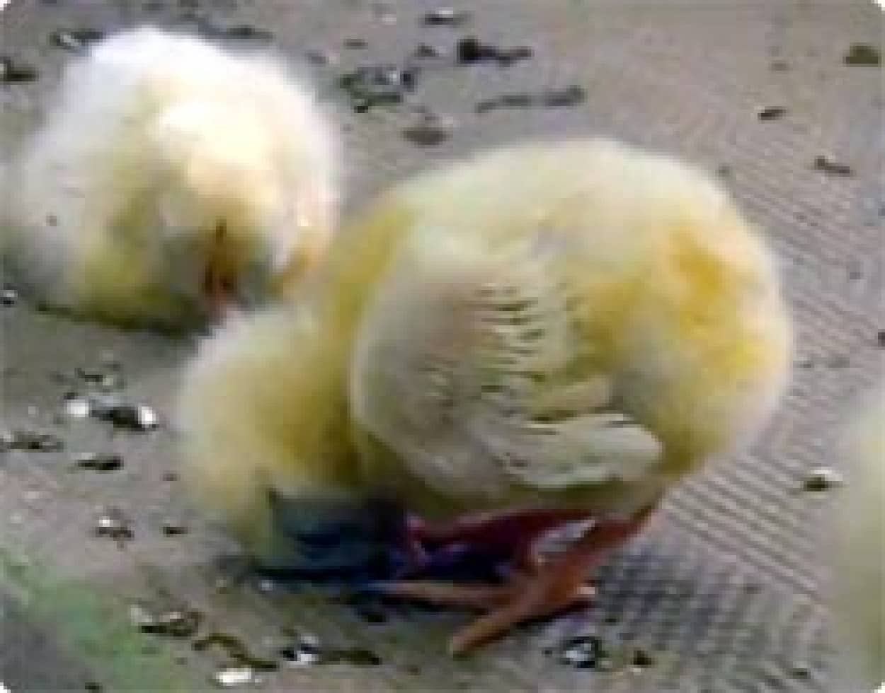 食パンの上で立ったまま寝てしまうヒヨコがかわいい カラパイア 食パンの上で立ったまま寝てしまうヒヨコがかわいい カラパイア
