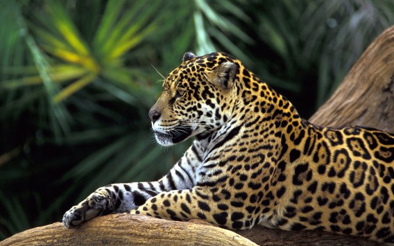 ブラジルで絶滅危惧種の動物たちのクローニング計画がまもなく開始予定 カラパイア