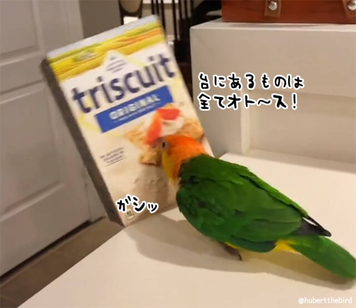 猫かと思ったらインコだった。次から次にキッチンテーブルから物を落とす遊びに夢中