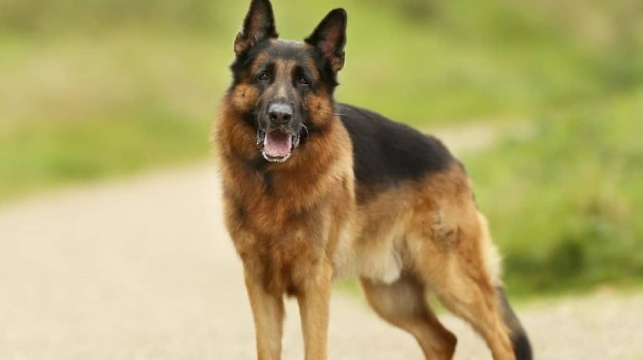 dog1_e0