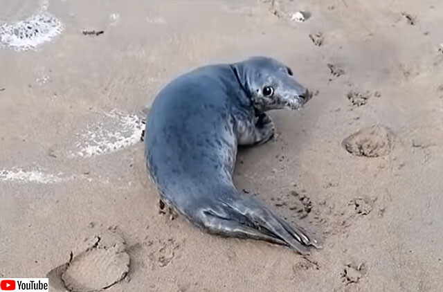 アザラシの赤ちゃんが挨拶にやってきた！