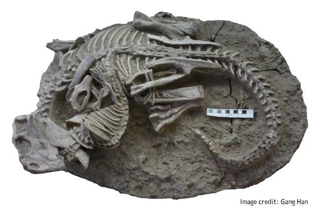 かつて恐竜と哺乳類は死闘を繰り広げていた。火山からその証拠となる化石を発見
