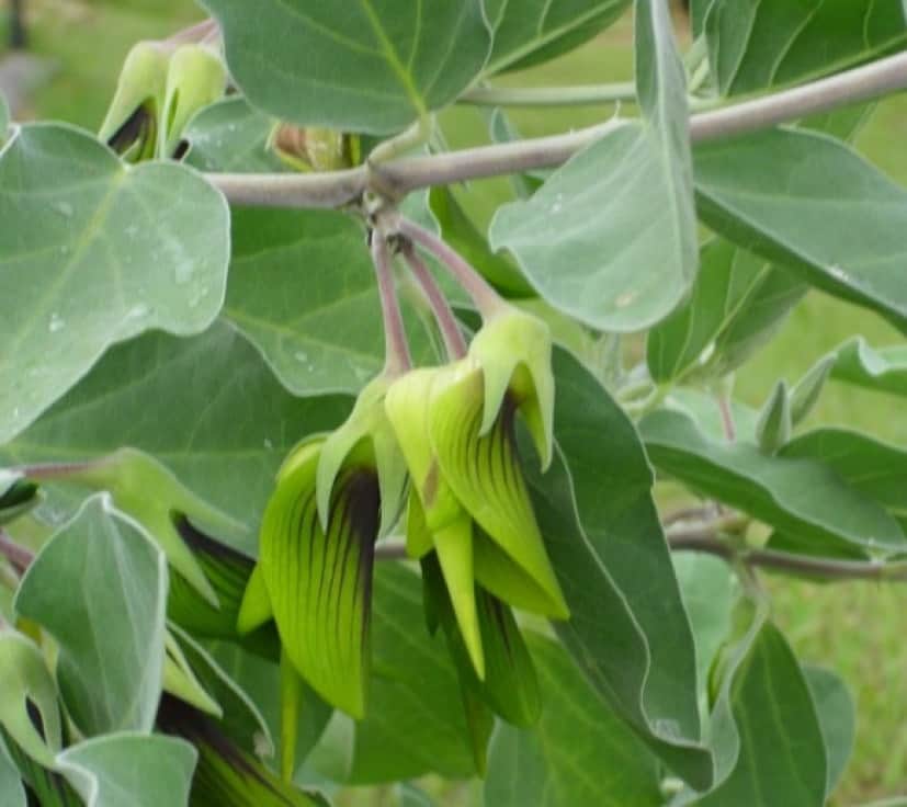 緑色のハチドリかな と思ったら植物だった ハチドリそっくりに見えるオーストラリアの花 グリーン フラワーバード カラパイア