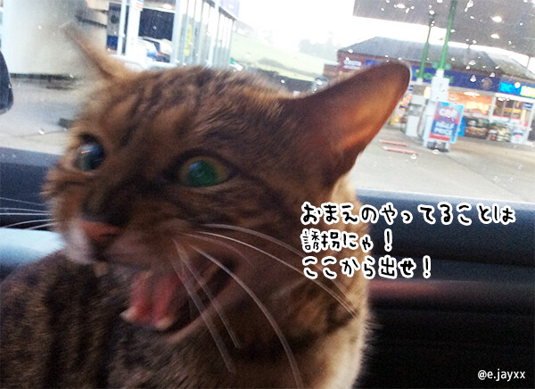 猫を助けようとしたら、結果的に誘拐事件になってしまった件