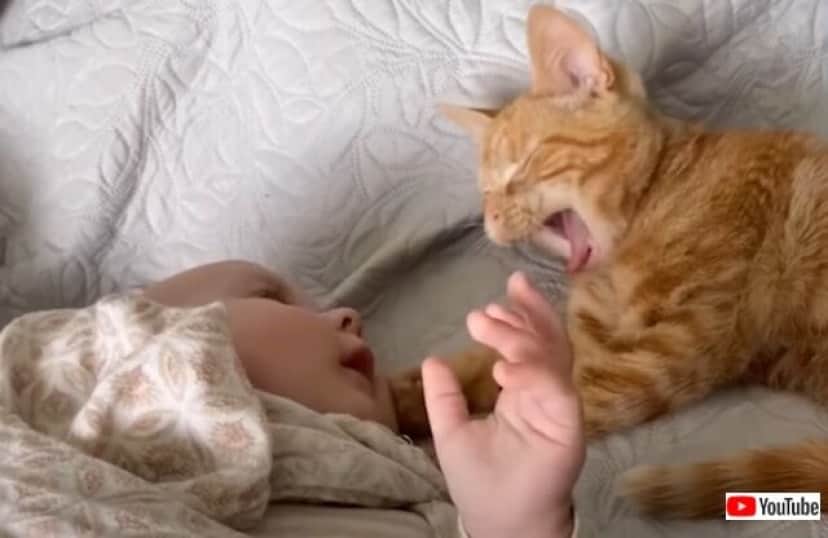 babynkitten4_640