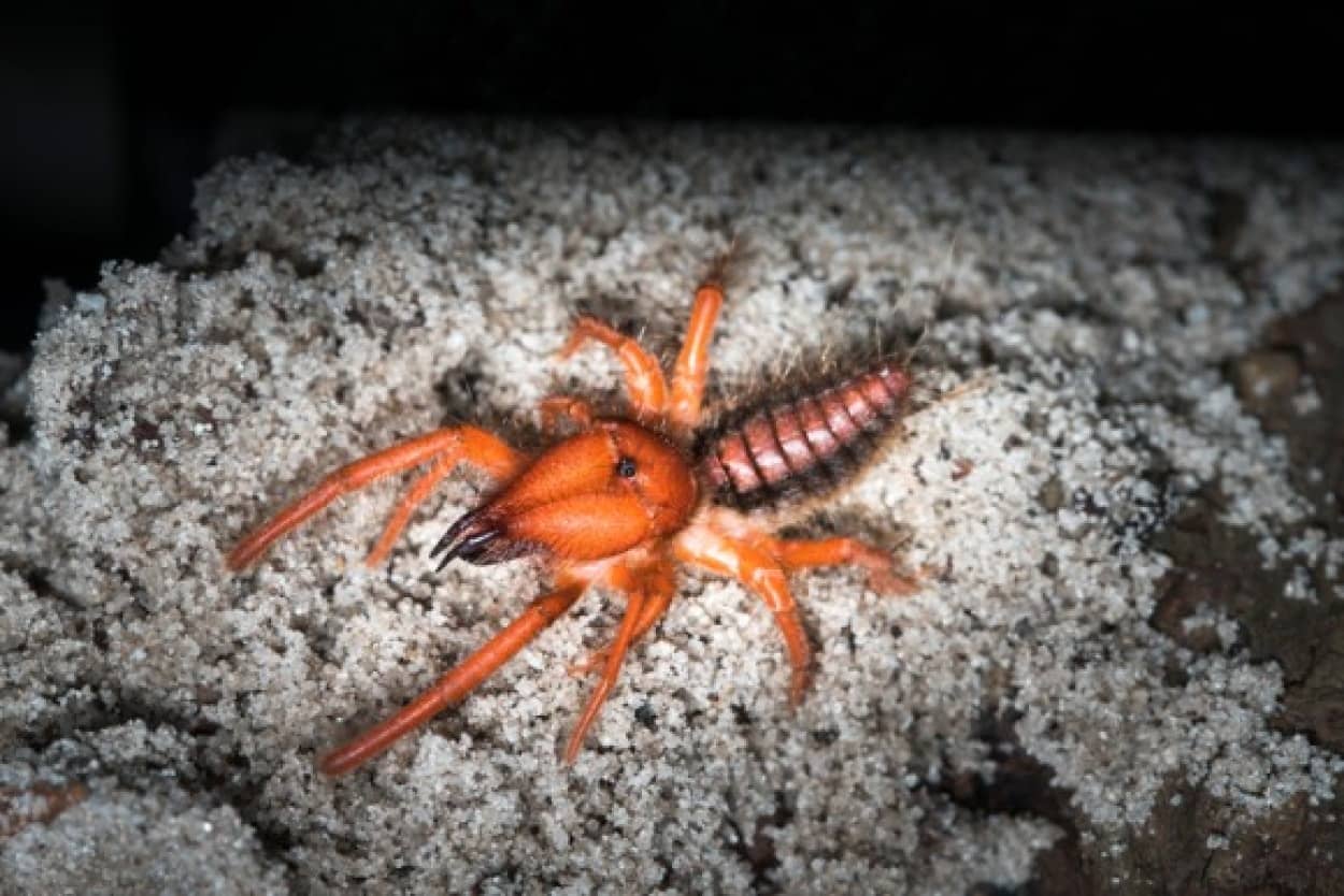 世界三大奇虫 全身に毛の生えたアゴデカ生物 ヒヨケムシ キャメルスパイダー 閲覧注意 カラパイア 世界三大奇虫 全身に毛の生えたアゴデカ生物 ヒヨケムシ キャメルスパイダー 閲覧注意 カラパイア