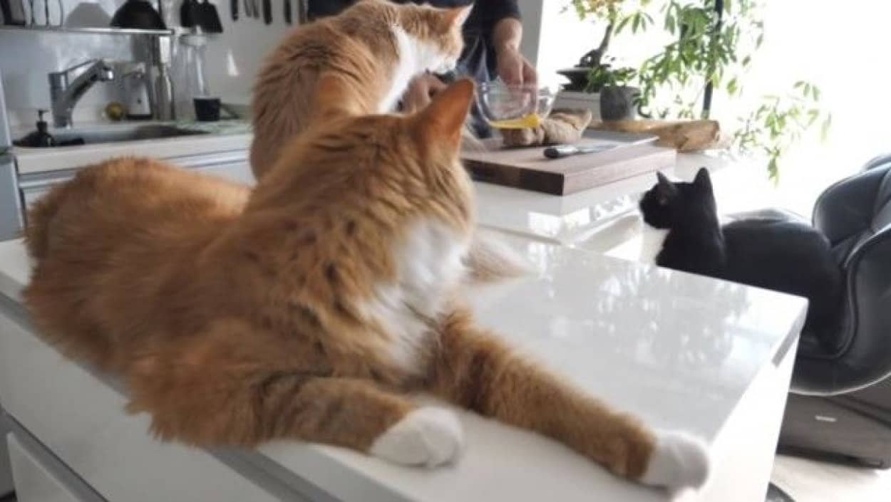 今日も猫たちとクッキング ジュンさんのお料理教室フレンチトースト編 カラパイア