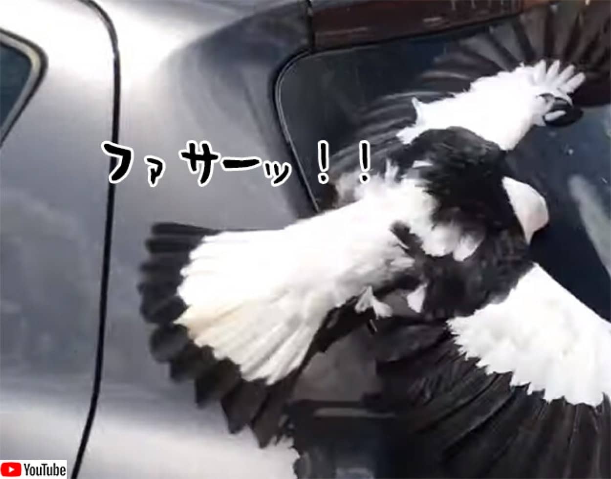 鳥が蜘蛛を捕獲