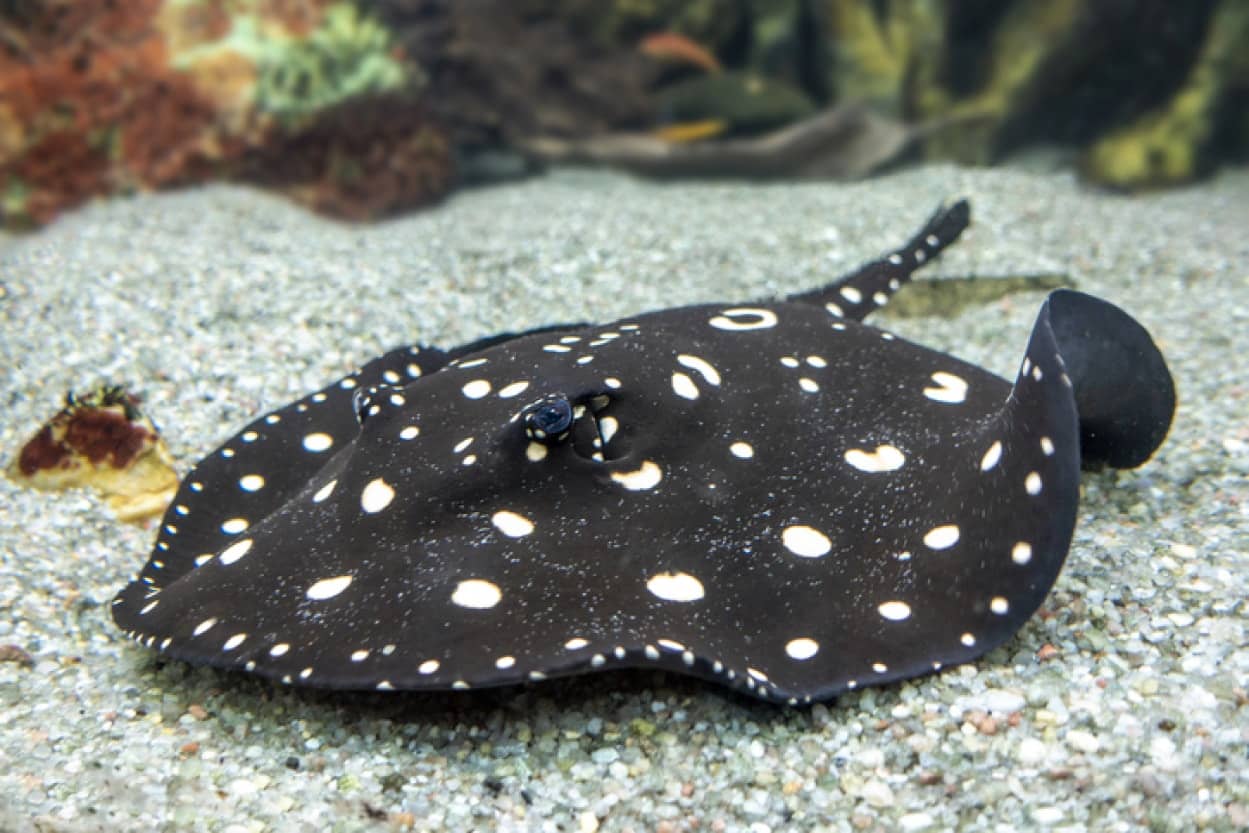 水玉模様がかわいいエイ ポルカドット スティングレイ のヒラヒラなお食事シーン カラパイア