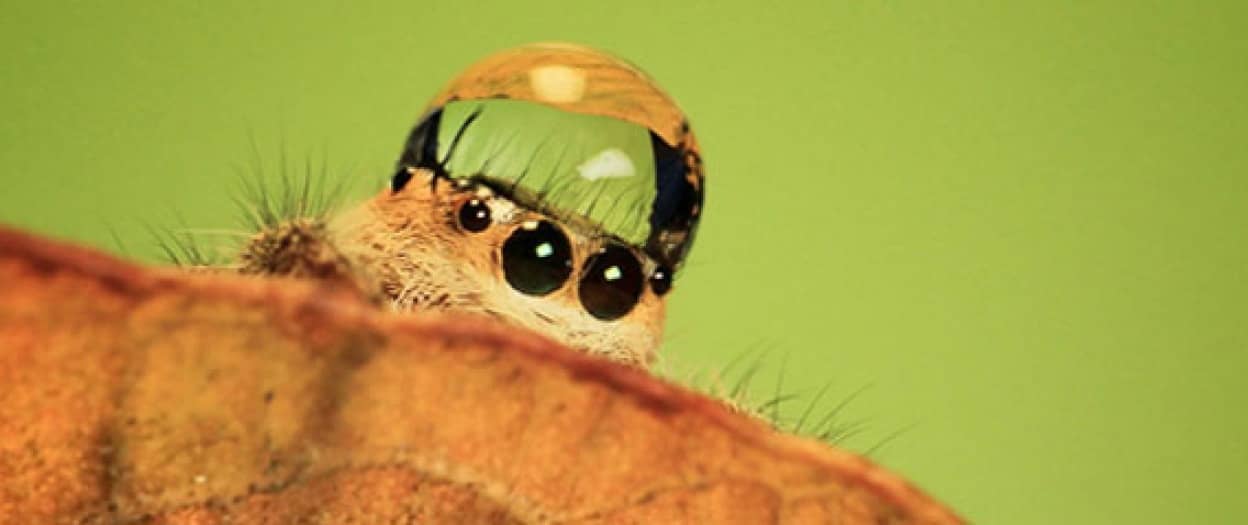 水滴の帽子をまとった おしゃれハエトリグモが超絶かわいい カラパイア