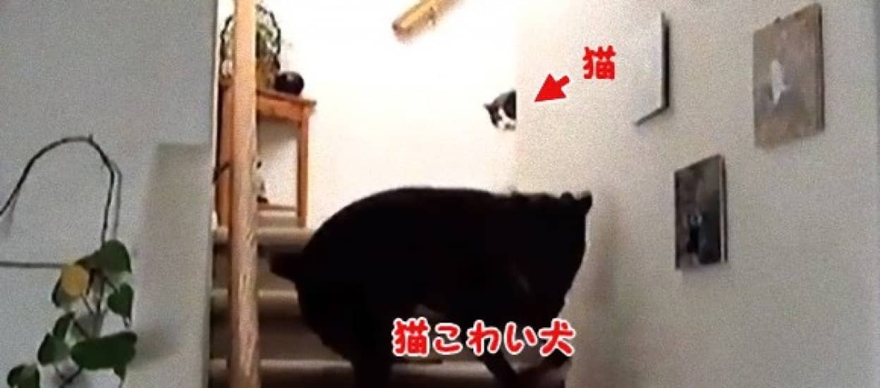 猫怖い 猫が怖くて前に進めない犬たちの映像総集編 カラパイア