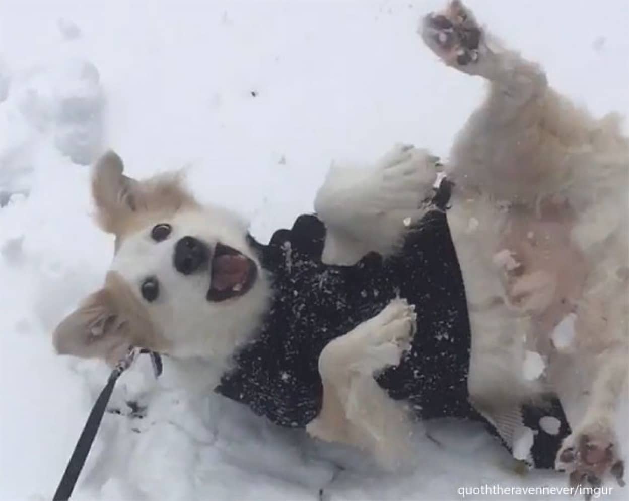 雪が降るとテンションマックス!転がりまわって犬拓をつけまくる犬