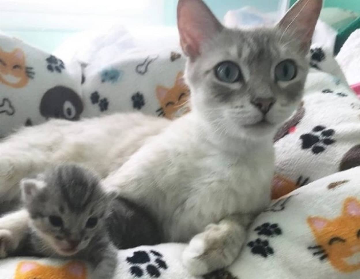 子猫の鳴き声で母猫の母性が溢れだした瞬間