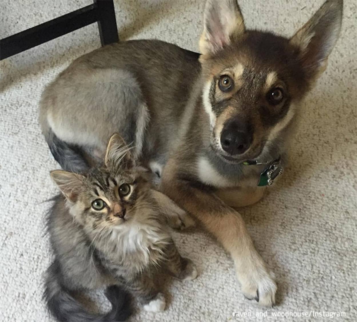 子犬が一目惚れした子猫