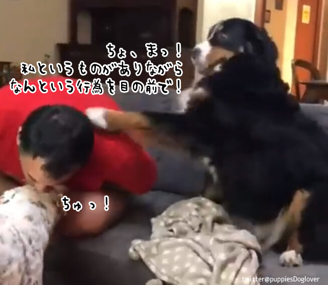 超やきもち焼きの犬、飼い主が仲間の犬にキスした時の反応が激しすぎた