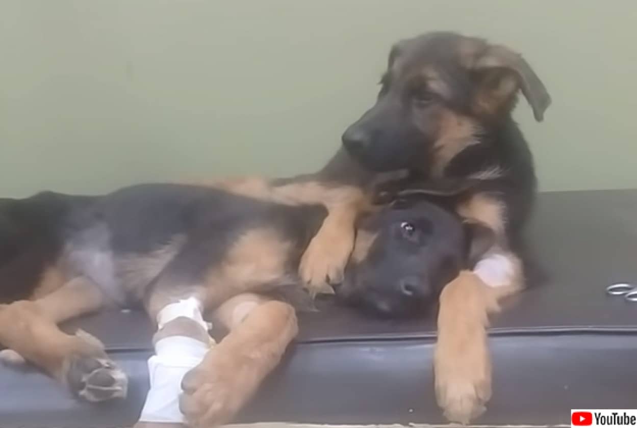 病気の妹を励まそうと抱きかかえる犬