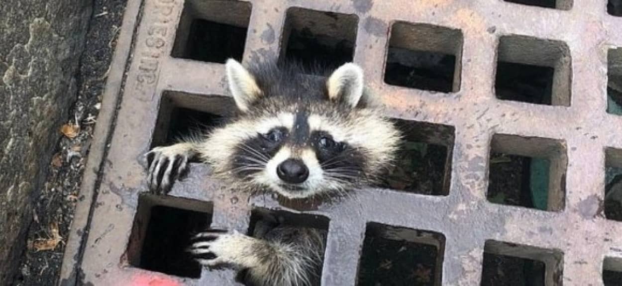 raccoon1_e