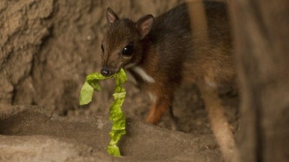 手のひらに乗る鹿 ハムスターサイズのジャワマメジカの赤ちゃん スペイン カラパイア