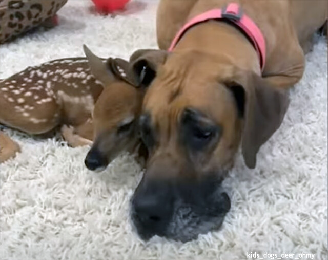 我が子全員と離れ離れになった母犬は孤児の子鹿にすべての愛情を注ぐように