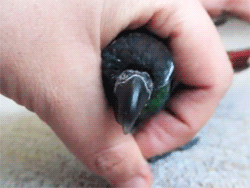 parrot_06